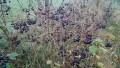 'Moskva fk' Aronia/ Svartsurbr 2 r gamle frplanter i Rootrainer