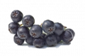 Aronia ssp. Svartsurbr / Chokeberries