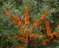 'Friesdorfer Orange' (sjlvbestvende) Tindved - Hippophae rhamnoides i 3 liters potte