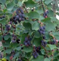 Amelanchier ssp. - Blheggslekta / Serviceberries