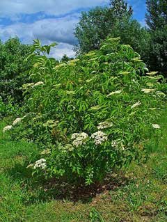 Amerikansk hyll - Sambucus canadensis i 2 L potte