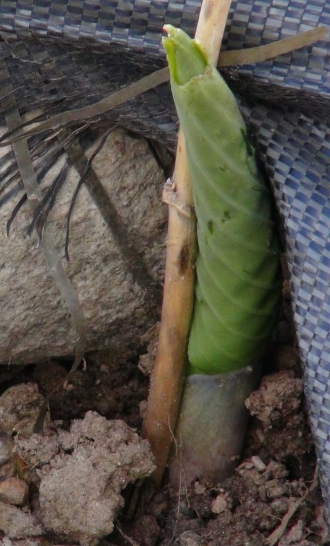 Hosta sieboldiana 'Elegans'