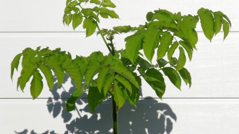 Udo - Aralia cordata i 11 cm potte