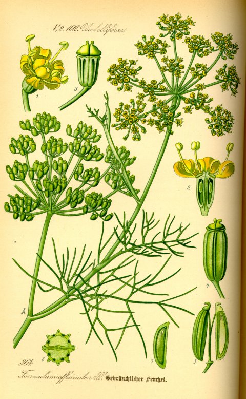 Fennikel - Foeniculum vulgare i 9 cm potte