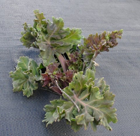 Strandkl - Crambe maritima i 9 cm potte