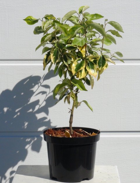 Gilt Edge' Elaeagnus x ebbingei 25/30 cm i potte