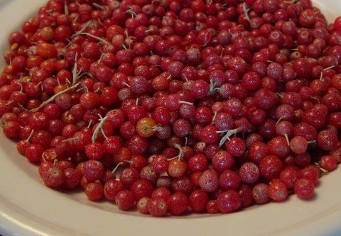 'Red Cascade' Japansk slvbusk - Elaeagnus umbellata i potte