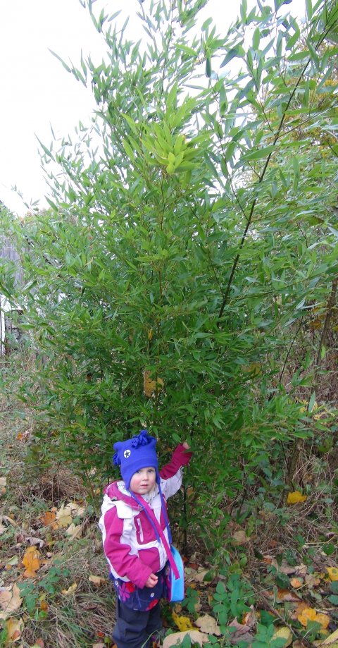 Lpende bamboos - Phyllostachys bissetti i 5 liter potte