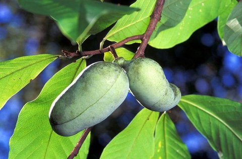 NC1' Pawpaw - Asimina triloba 25/30 cm i potte