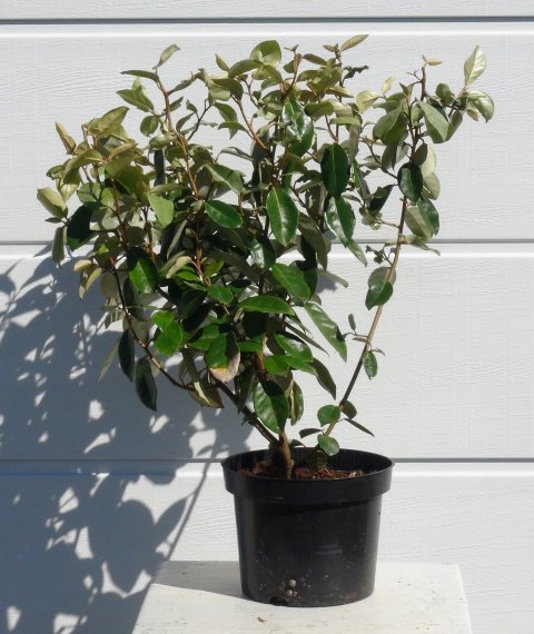 Elaeagnus x ebbingei (vanlig grnn) i 3 liters potte