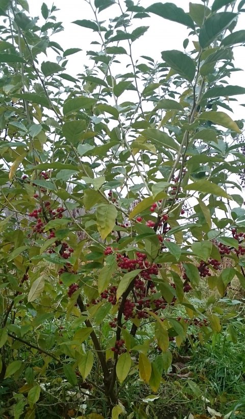 'Sweet 'n Tart' Japansk slvbusk - Elaeagnus umbellata i potte