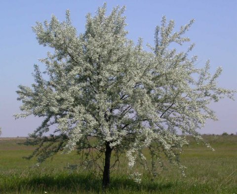 Russisk slvbusk- Elaeagnus angustifolia i 3 liters potte