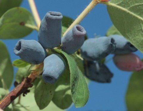 'Atut' Sibirisk blbr/Blleddved - Lonicera caerulea i potte