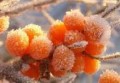 Hippophae rhamnoides - Tindved / Seabuckthorn