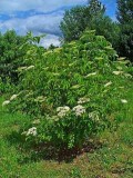 Amerikansk hyll - Sambucus canadensis i 2 L potte