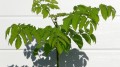 Aralia ssp.