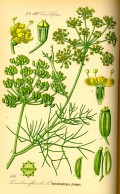 Foeniculum vulgare