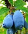 Sinoglaska' Sibirisk blbr/Blleddved - Lonicera caerulea i potte