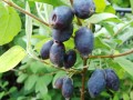 Duet' Sibirisk blåbær/Blåleddved - Lonicera caerulea i potte