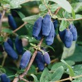 Blue Velvet' Sibirisk blåbær/Blåleddved - Lonicera caerulea i potte