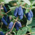 Blue Velvet' Sibirisk blbr/Blleddved - Lonicera caerulea i potte