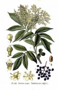 Sambucus ssp. Hyll / Elder