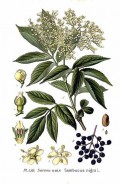 Sambucus ssp. Hyll / Elder