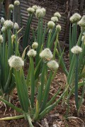 Allium ssp.