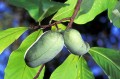 'Davis' Pawpaw - Asimina triloba