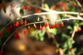 Sweet Goji' Gojibr - Lycium barbarum i potte