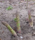 Asparges 'Gijnlim' F1 3 rs planter barrot