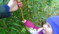 Phyllostachys ssp.