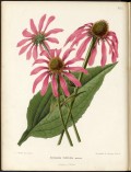 Echinacea purpurea