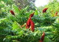 Rhus ssp. Sumakslekta / Sumac