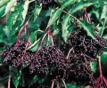 'Haschberg' Storfruktet svarthyll - Sambucus nigra i 7,5 L potte