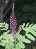 Amorpha fruticosa